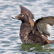 White-winged Scoter